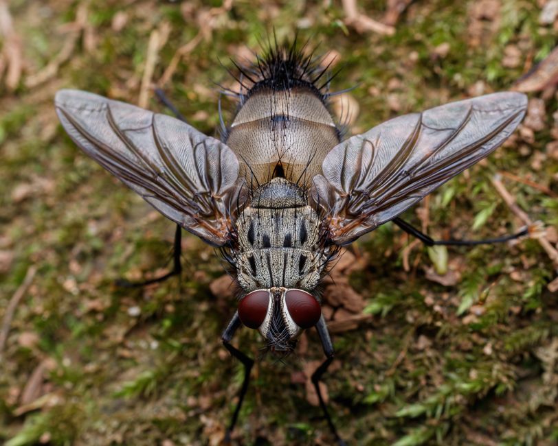 A close-up image of a common housefly resting on a white surface, with its body facing the camera. The fly has large, prominent reddish-orange compound eyes, short antennae, and fine bristly hairs cov